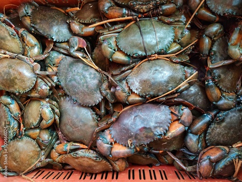 lots of mud crab in plastic basket for export photo