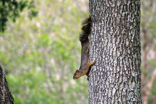 Squirrel climbing down tree trunk and contemplating jumping to another tree trunk © DR Photos