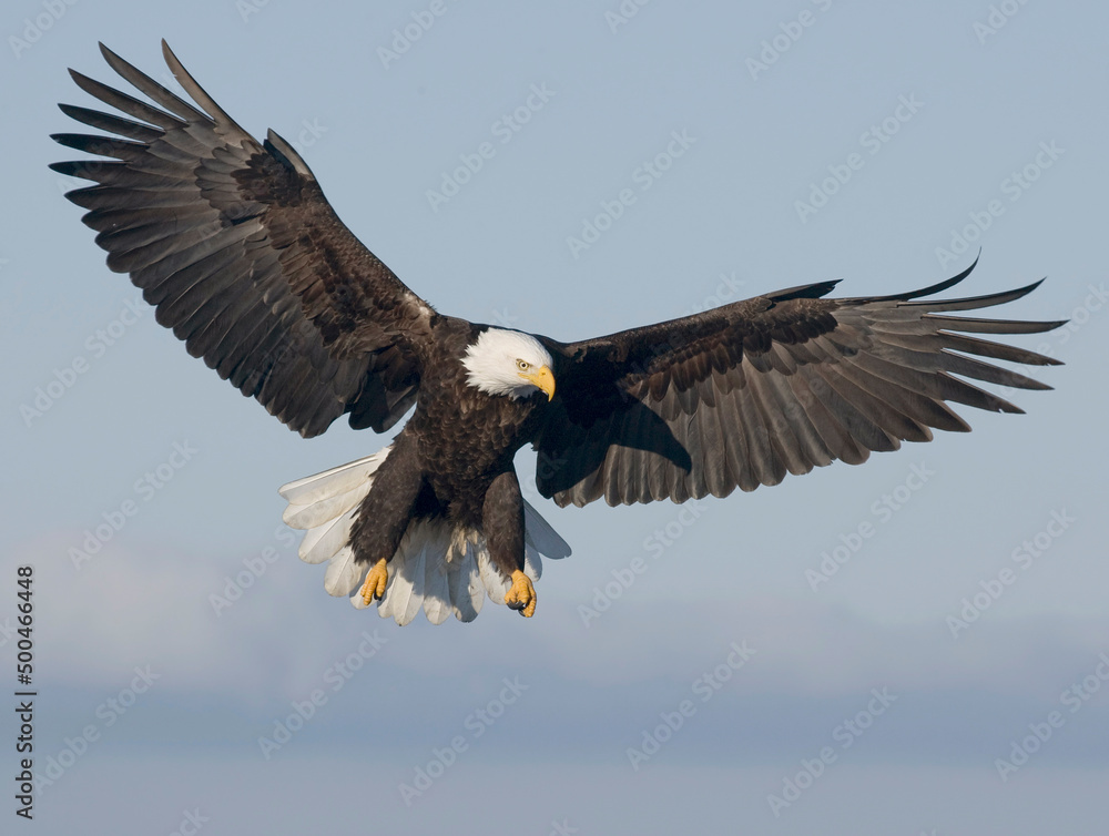 Obraz premium Bald Eagle
