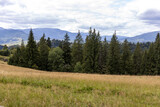 Panorama of mountains in the Ukrainian Carpathians on a summer day.