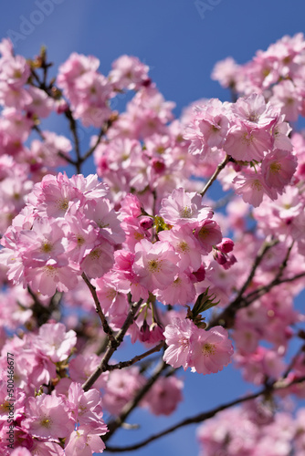 Branches of beautiful pink cherry blossoms (sakura), blue sky, Springtime
