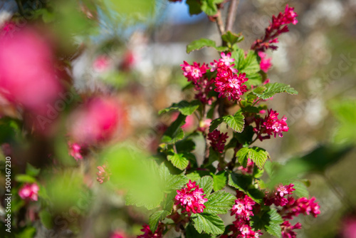 Wallpaper Mural Blut-Johannisbeere in voller Blütenpracht Torontodigital.ca