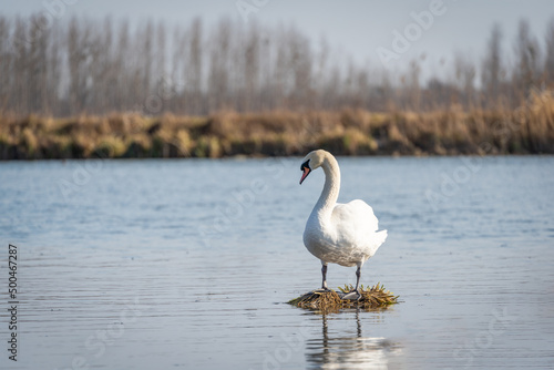 single swan on blue background with reflection, calming and relaxing photography, The mute swan (Cygnus olor) is a species of swan and a member of the waterfowl family Anatidae, copy space