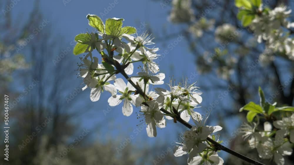 A close-up shot of plum blossoms on a branch in an orchard, opposite the blue sky, swaying in the wind. Shallow depth of field, handheld shot A close-up shot of plum blossoms on a branch in an orchard, opposite the blue sky, swaying in the wind. Shallow depth of field, handheld shot