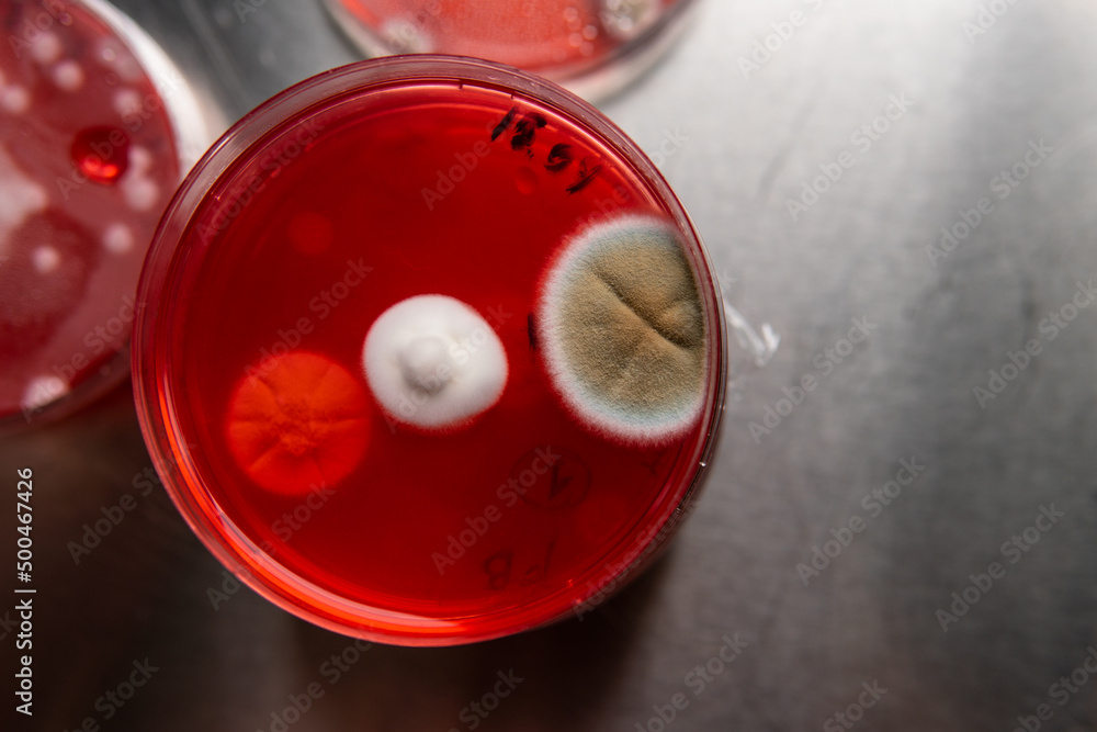 mold strain in a petri dish. The harmful effect of mold on food stocks in the world