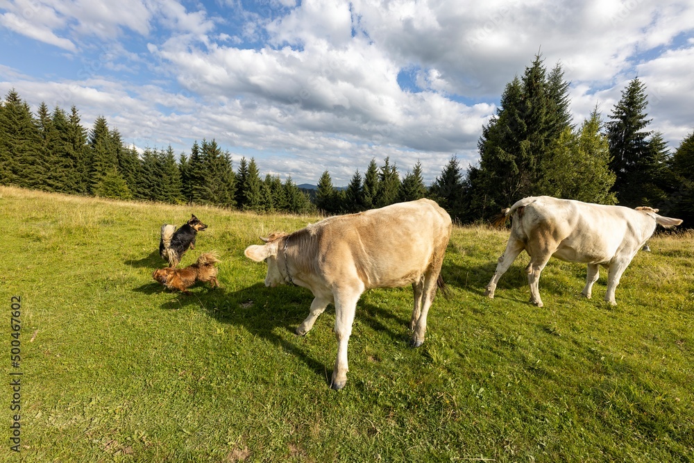 Cows on a green meadow in the Ukrainian Carpathians on a summer day. Cows on a green meadow in the Ukrainian Carpathians on a summer day.