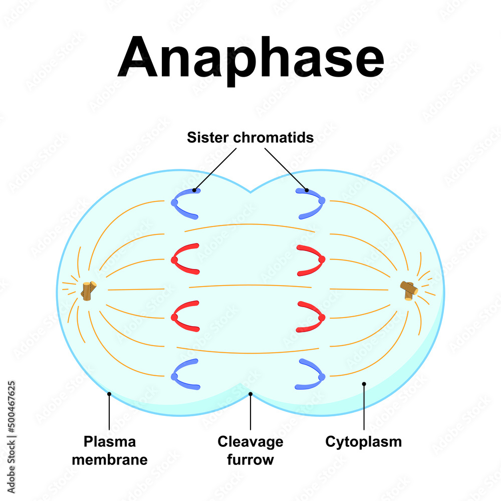 3 Stages Of Anaphase