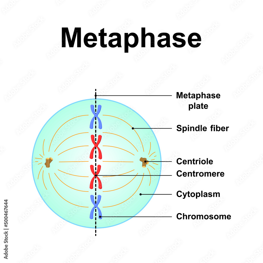 Scientific Designing of Metaphase. The Second Stage of Mitosis