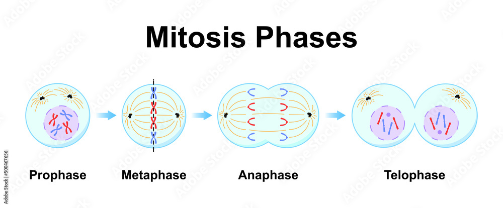 Scientific Designing of Mitosis Phases (Cell Division). Colorful ...