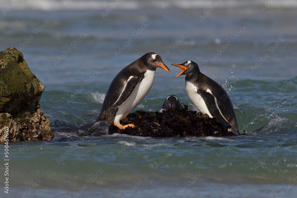 Naklejka premium penguin on the rocks