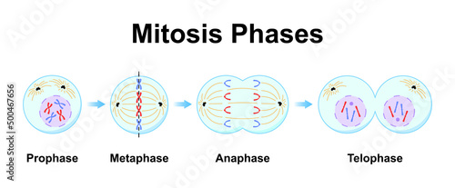Scientific Designing of Mitosis Phases (Cell Division). Colorful Symbols. Vector Illustration. photo