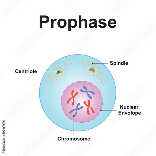 Scientific Designing of Prophase. The First Stage of Mitosis. Colorful Symbols. Vector Illustration. photo