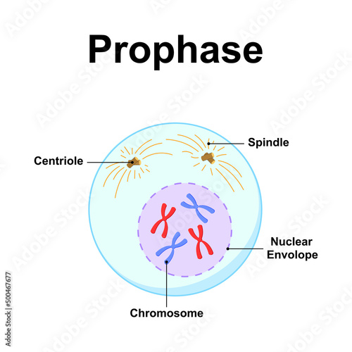 Scientific Designing of Prophase. The First Stage of Mitosis. Colorful Symbols. Vector Illustration. photo