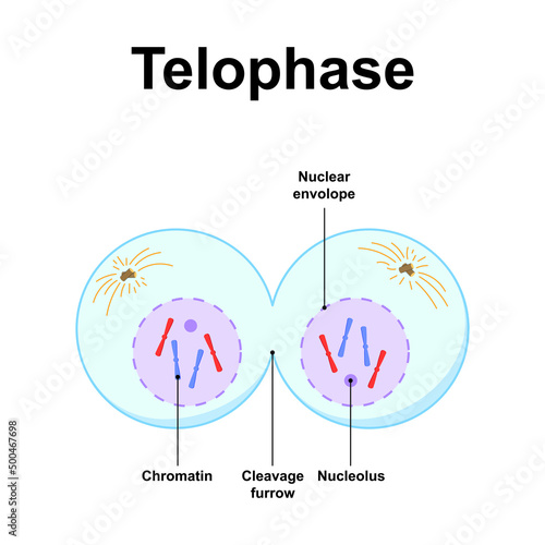 Scientific Designing of Telophase. The Last Stage of Mitosis. Colorful Symbols. Vector Illustration. photo