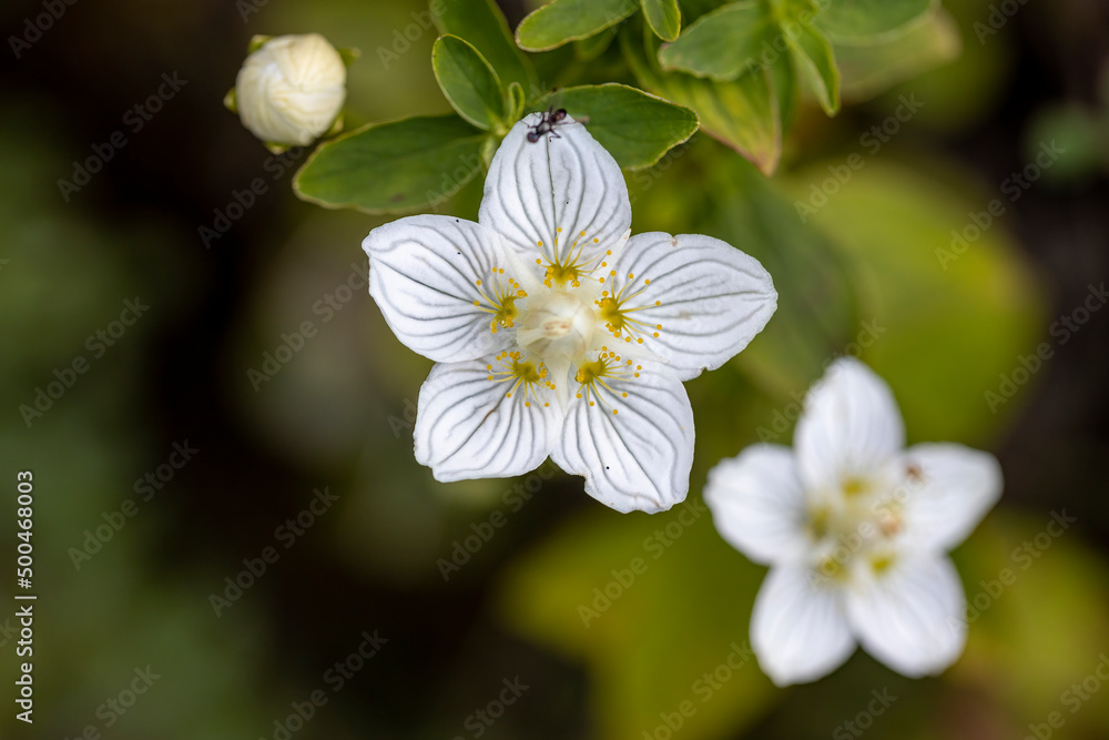 Mountain flowers in the Ukrainian Carpathians. Close-up macro view. Mountain flowers in the Ukrainian Carpathians. Close-up macro view.