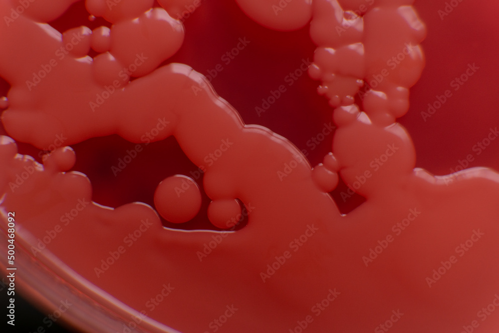 mold in a petri dish. Microbiological studies in laboratory conditions. Mycelium and mold mold in a petri dish. Microbiological studies in laboratory conditions. Mycelium and mold