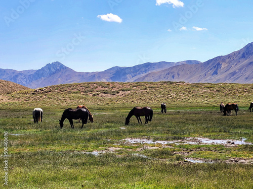 Wild horses beautiful lanscape in Los Andes, Argentina