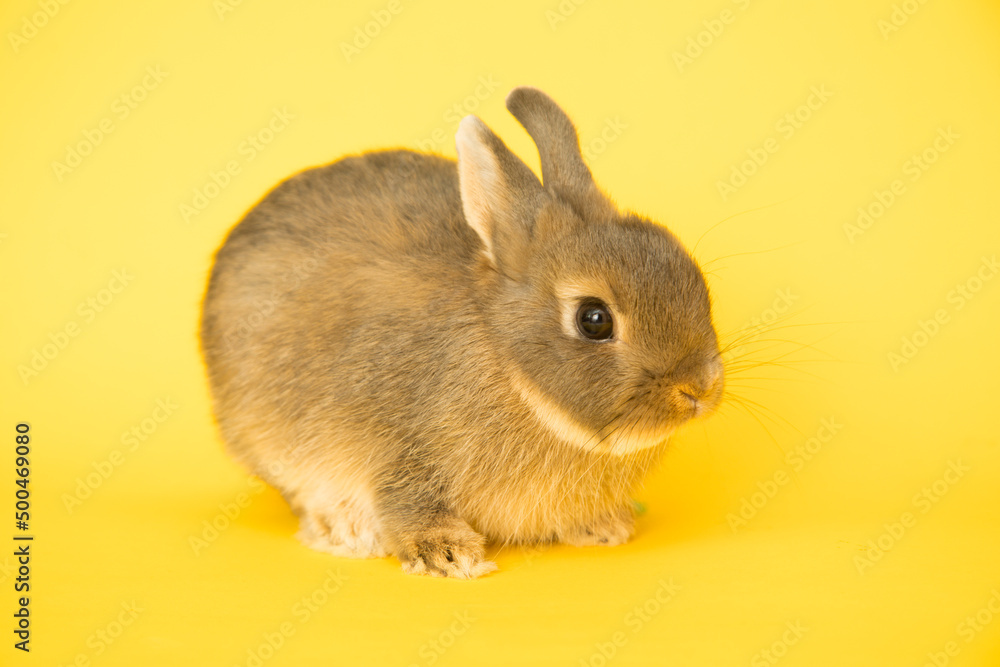 Image of a funny bunny rabbit. Image of a funny bunny rabbit.