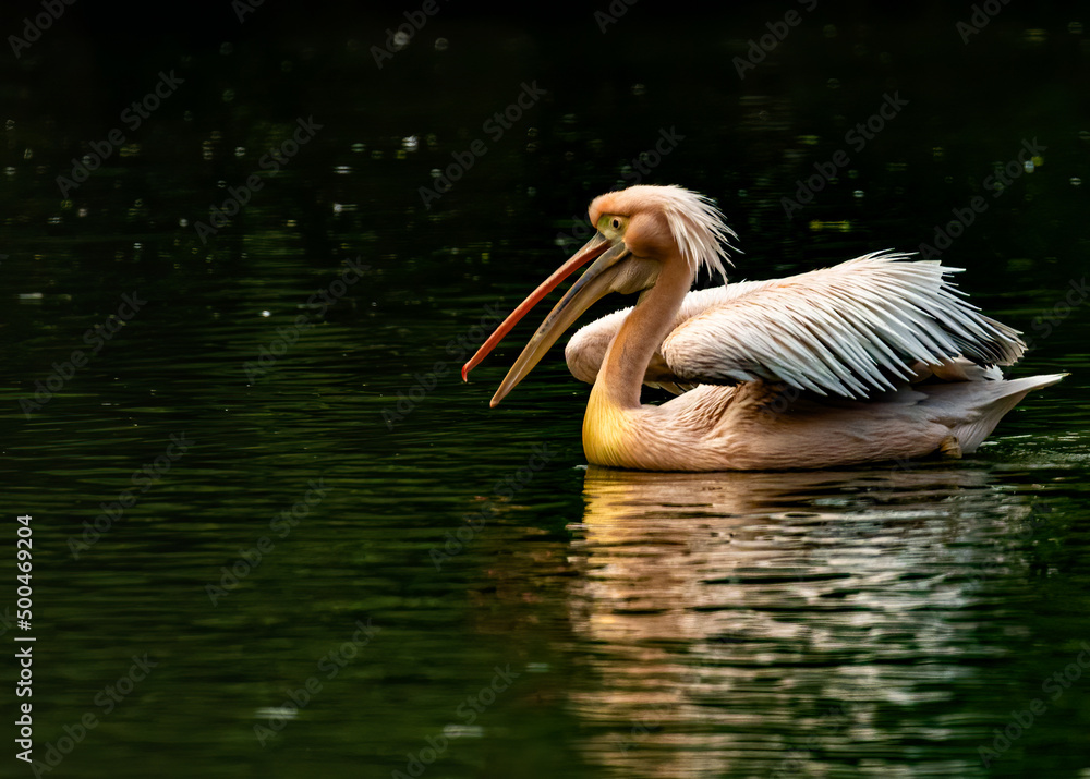 A Pink Pelican laughing in lake A Pink Pelican laughing in lake