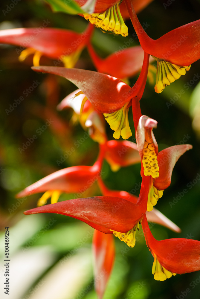 Heliconia rostrata, red crab claw flower Stock Photo Adobe Stock