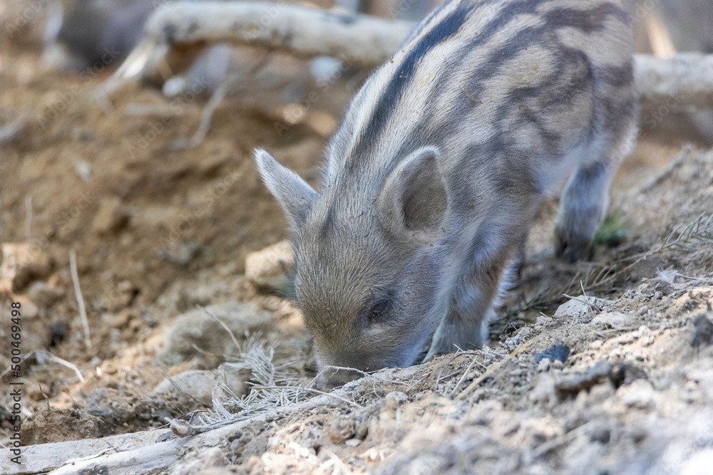 Wild boar. Close up detailed view Wild boar. Close up detailed view