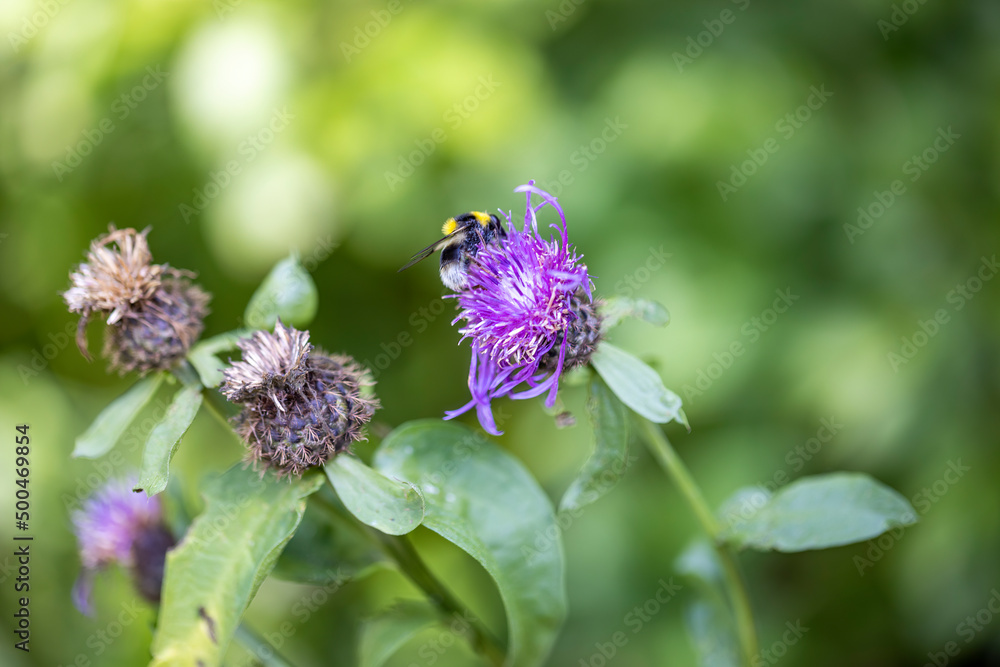 A bee on a purple flower. Close-up macro view. A bee on a purple flower. Close-up macro view.