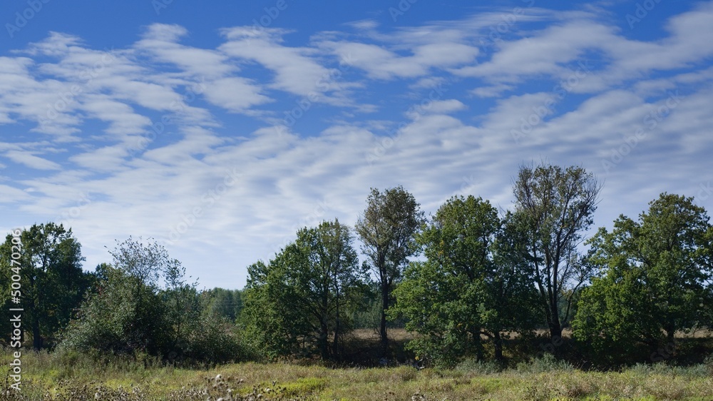 A row of trees in summer attire against a clear blue sky with a pattern of oddly shaped clouds.