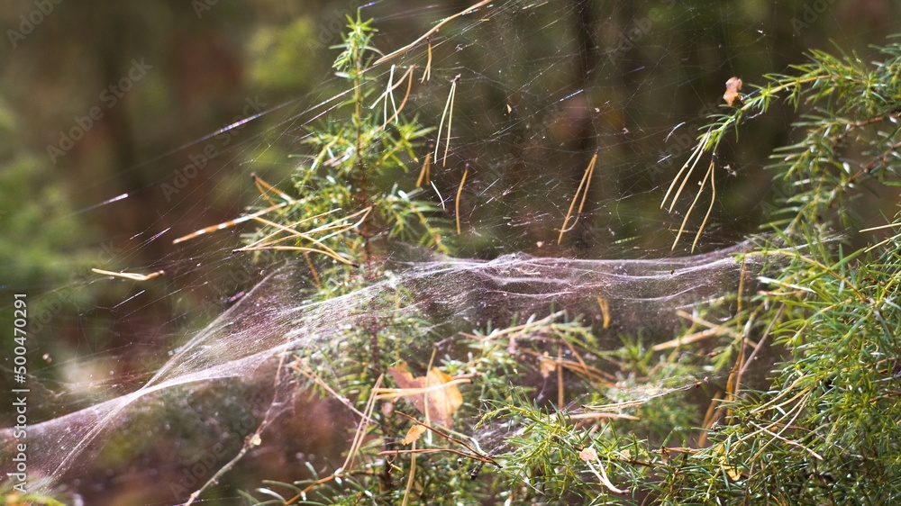 Autumn cobwebs entangled juniper branches. Selective focus. The concept of autumn, farewell to summer. Selective focus. The concept of autumn, farewell to summer. Autumn cobwebs entangled juniper branches. Selective focus. The concept of autumn, farewell to summer. Selective focus. The concept of autumn, farewell to summer.