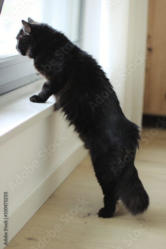 Czarny puchaty kot patrzący przez okno