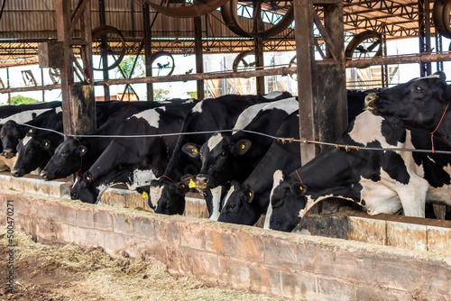 Group of black-and-white milk cows eatin feed while standing in row  in modern barn on the farm in Brazil