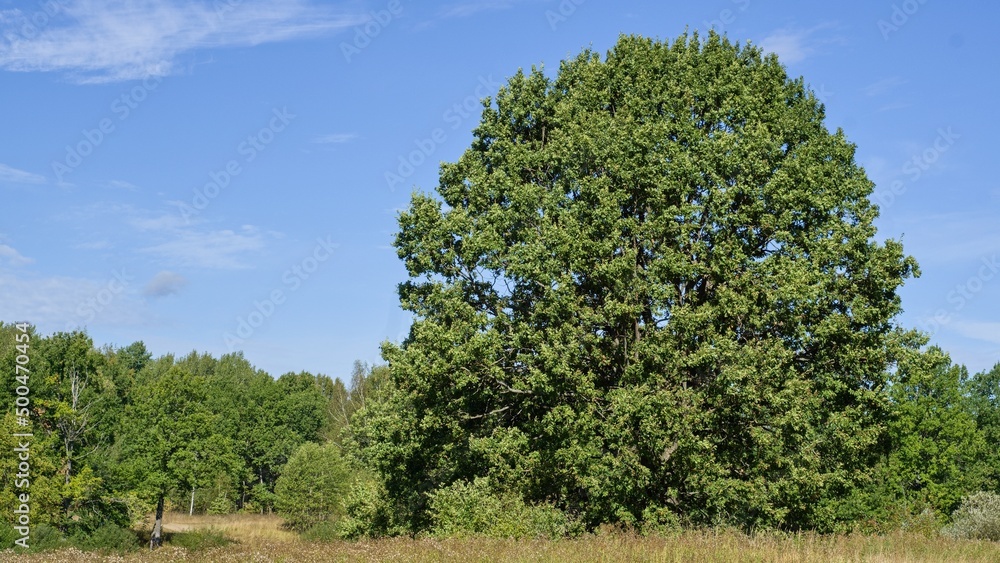 Mighty oak lat. Quercus robur stands alone in a clearing against the backdrop of a green forest. Mighty oak lat. Quercus robur stands alone in a clearing against the backdrop of a green forest.