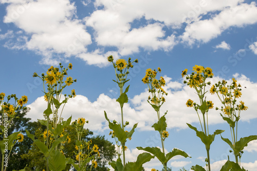 Tall sunflowers with blue sky and white clouds background © Martina