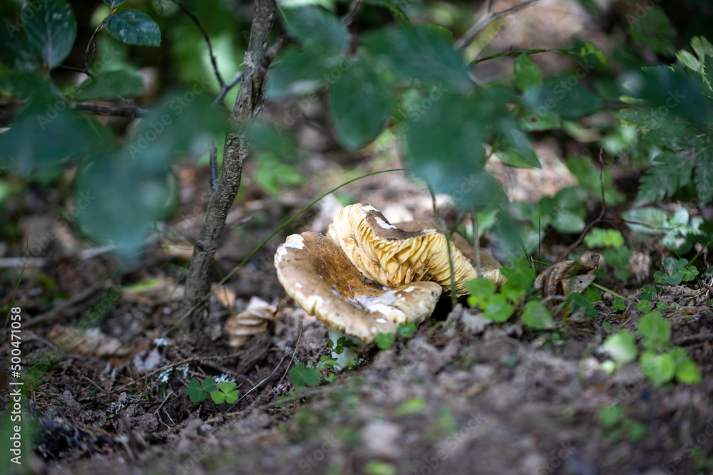 Mushroom in the mountain forest on a summer day. Close up macro view. Mushroom in the mountain forest on a summer day. Close up macro view.