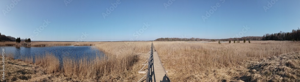 path through reeds