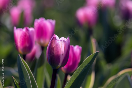 Field of purple tulip flowers.