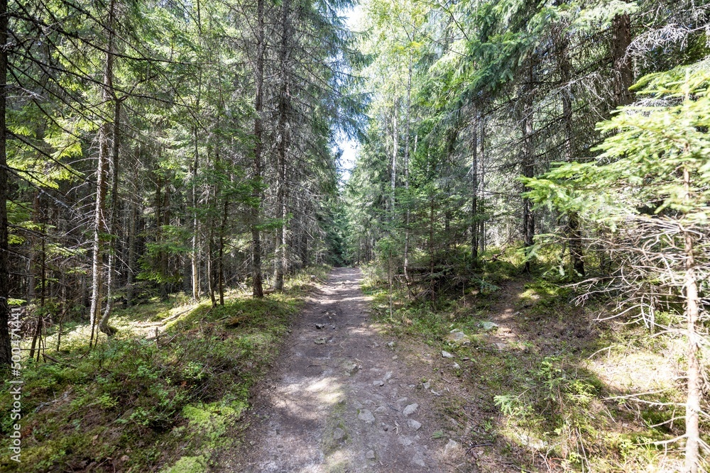 Fototapeta premium Mountain forest in the Ukrainian Carpathians.