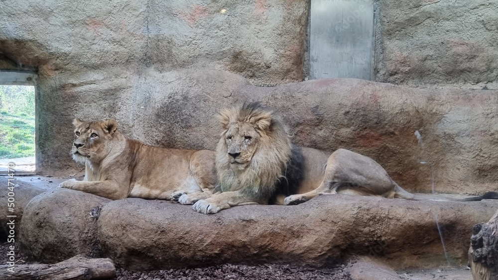 Naklejka premium Beautiful lions couples in the zoo.
