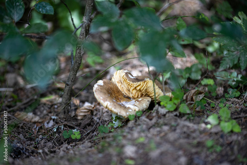 Mushroom in the mountain forest on a summer day. Close up macro view.