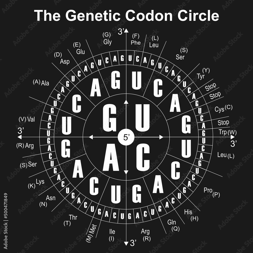 RNA Codons Chart For Amino Acids Sequences. The Codon Circle