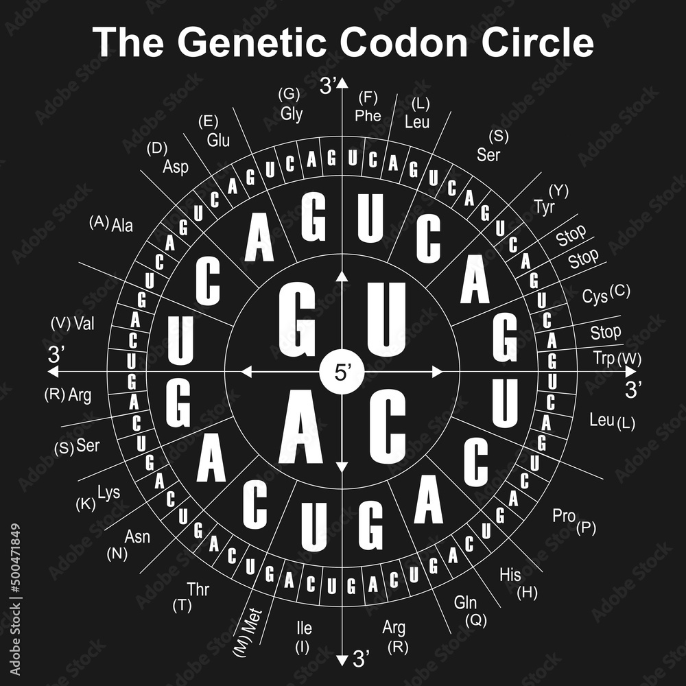 Amino Acid Codon Chart Circle Hot Sex Picture 8797