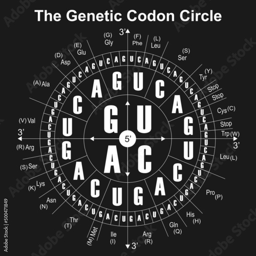 RNA Codons Chart For Amino Acids Sequences. The Genetic Codon Circle. Vector Illustratin.