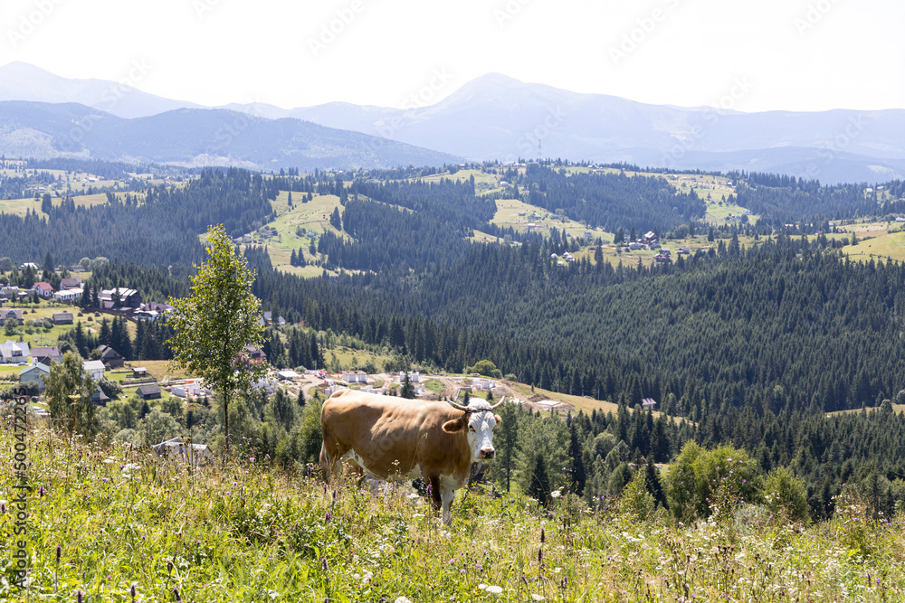 Fototapeta premium Cow on a green meadow in the Ukrainian Carpathians on a summer day.
