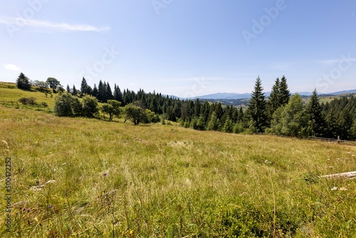 Green mountain meadows in the high Carpathians