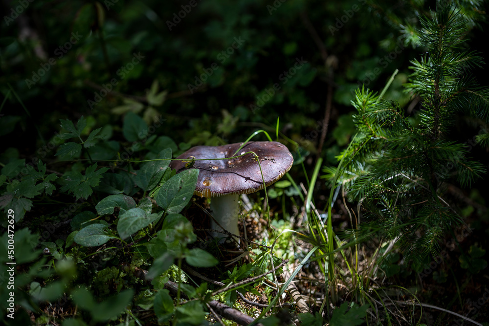 Mushroom in the mountain forest on a summer day. Close up macro view. Mushroom in the mountain forest on a summer day. Close up macro view.