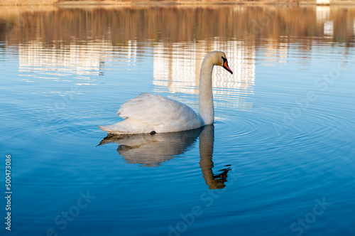 A white majestic swan floats in front of a wave of water. Young swan in the middle of the water. Drops on a wet head.