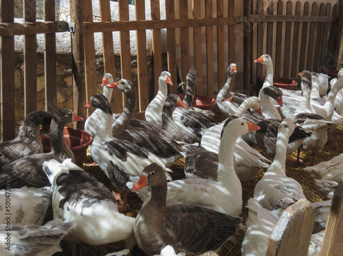 farm animals, group of white and grey geese 