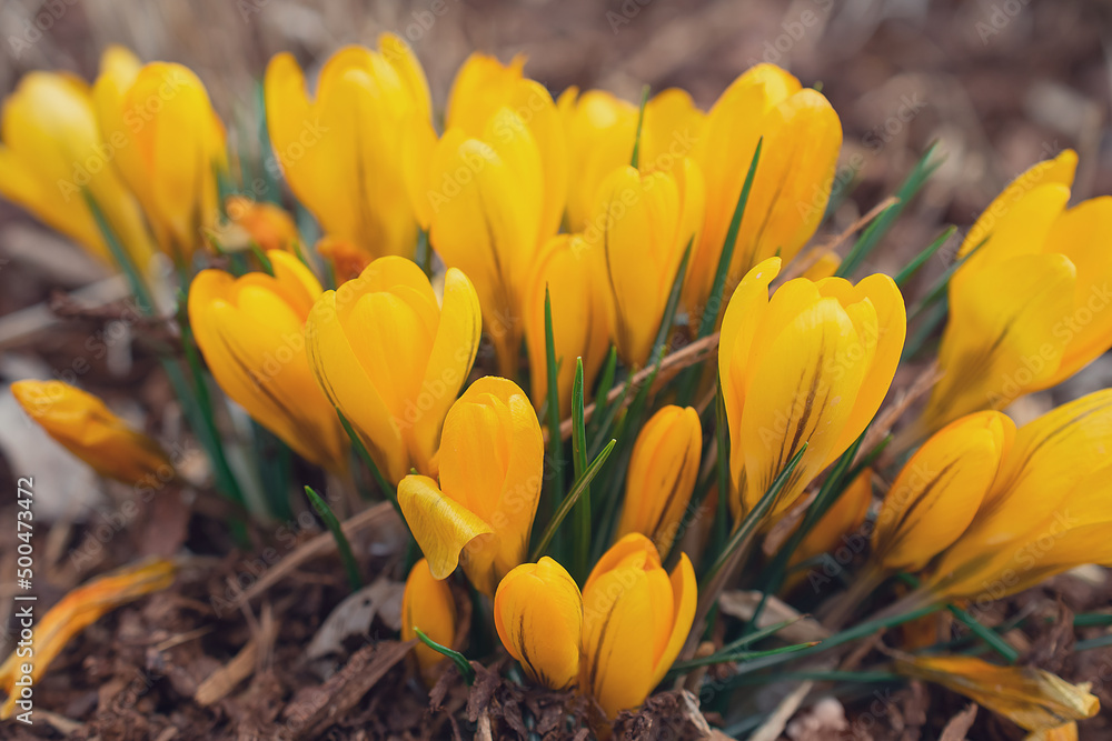 Fototapeta premium First Spring Flowers, Yellow Crocuses 