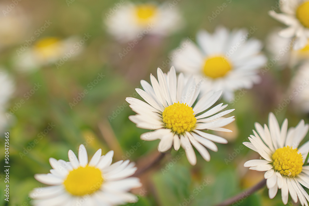 macro picture of a flower in a meadow, a daisy