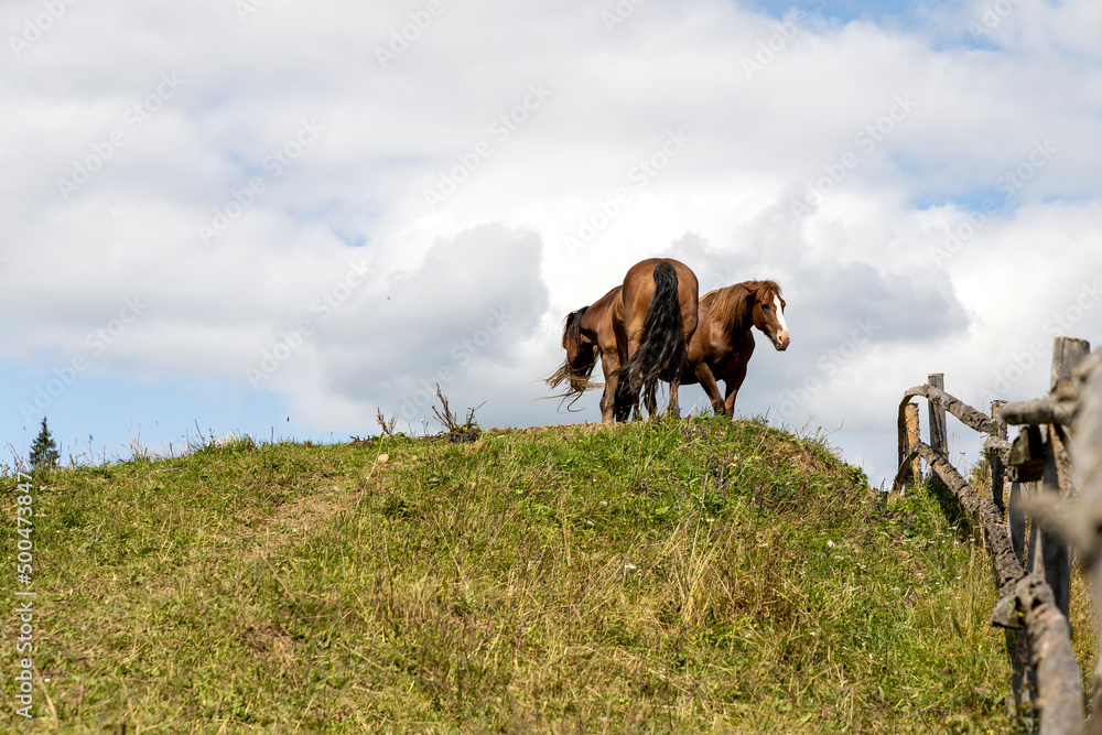 Horse on a mountain meadow of the Ukrainian Carpathians