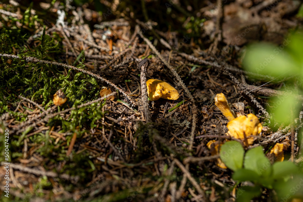 Mushroom in the mountain forest on a summer day. Close up macro view. Mushroom in the mountain forest on a summer day. Close up macro view.